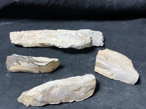 Petrified Wood Montana...