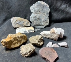 Dugger Indiana Collection Calamite, Plant Fossils and More...