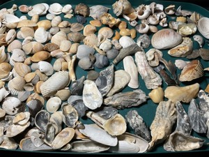 South Atlantic Ocean and Florida Keys Modern Shell Collection...