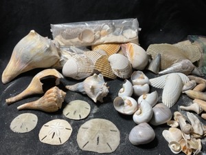 South Atlantic Ocean and Florida Keys Modern Shells, Sand Dollars Etc.
