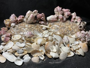 South Atlantic Ocean and Florida Keys Modern Shells, Purple Acorn Barnacle Clusters Etc.