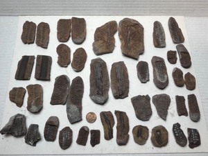 Two-Part Plant Fossils Brazil Formation 1969