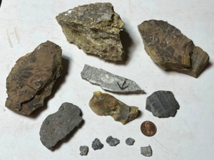 Pennsylvanian Aged Fern Fossils, Devonian Aged Fossil Trilobite Calcite Etc.