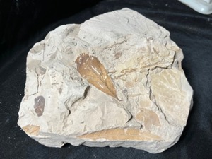 Eocene Aged Plant Leaf Fossils in Calcareous Mudstone