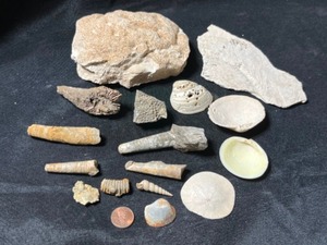 Echinoderm or Sand Dollar, Cephalopods Full of Worm Burrows, Eocene Aged Fish Fossil, Gastropods, Ordovician Graf Iowa