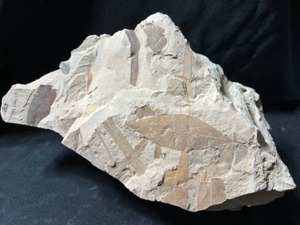 Alabama Eocene Aged Plant Leaf Fossils