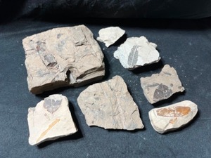 Pennsylvanian Plant Leaf Fossils