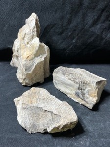 Petrified Wood Montana...