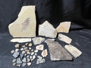 Eocene Aged Fish Fossil Kemmerer Wyoming,  Cambrian Aged Trilobite Delta Utah, Gastropods...