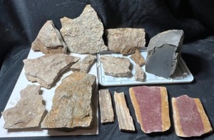 Trilobite Fossils (of various completeness) in Limestone, Conglomerate Etc.