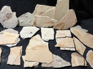 Eocene Age Fish Fossils Kemmerer Wyoming, Plant Leaf Fossils Etc.