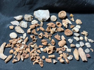Marine Devonian Aged Fossils Iowa Invertebrates Various Young Coral Solitary Brachiopod Etc.