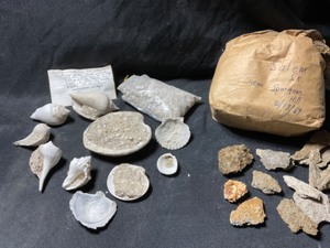 Florida Pleistocene Aged Shells, Pleopods wDebris, Gastropods, Snails Etc...