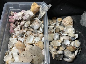 South Atlantic Ocean and Florida Keys Modern Shells, Purple Acorn Barnacle Clusters, Sand Dollars Clypeasteroida, Porites Coral and More...