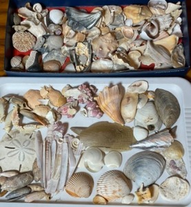 South Atlantic Ocean and Florida Keys Modern Shells, Purple Acorn Barnacle Clusters, Sand Dollars Clypeasteroida, Porites Coral and More...