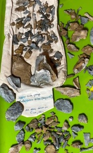 Mt. Airey Forest Fossil Collection Rafesquina Zone Maysville() Cincinnati Ohio...