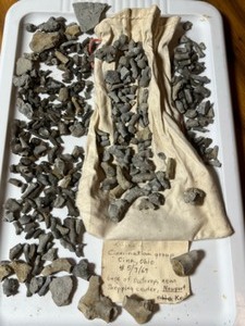Brachiopods Etc.