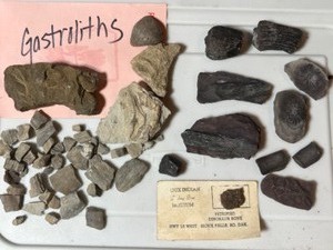 Pennsylvanian Petrified Fossils, Dinosaur Bone from Sioux Indian Trading Post Museum, Gastrolith etc.