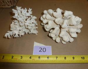 2 pieces of vintage coral in very good condition