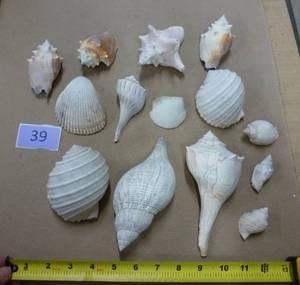 Vintage sea shells in nice shape