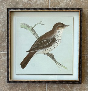 Pair of Beautiful Bird Prints
