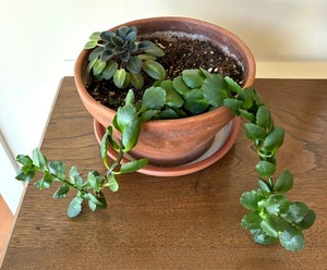 Christmas Cactus Plant