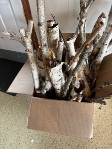 lot 97A image: Box of Birchwood Branches