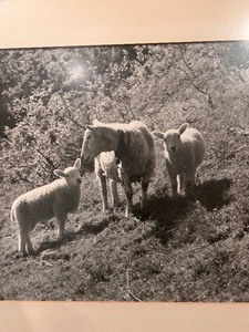 lot 210A image: Vintage Picture of 3 Sheep