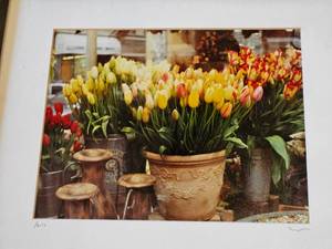 lot 295 image: Singed Photography - French Tulips