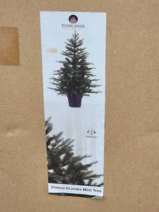 lot 262 image: Everlands Potted Grandis Christmas Tree - Tacoma - 40