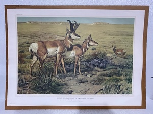 lot 144 image: Pronghorn Print