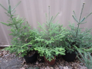 lot 201 image: Balsam Fir Trees