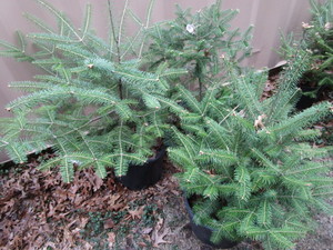 lot 202 image: Balsam Fir Trees