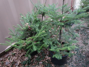 lot 203 image: Balsam Fir Trees