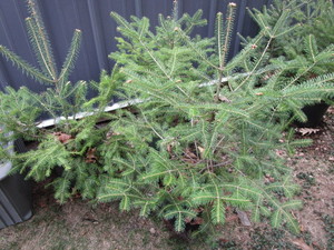 lot 205 image: Balsam Fir Trees