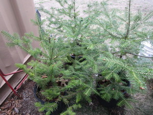 lot 206 image: Balsam Fir Trees