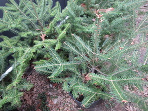 lot 207 image: Balsam Fir Trees