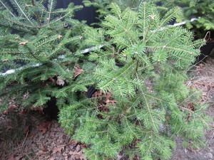 lot 208 image: Balsam Fir Trees