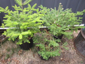 lot 209 image: Balsam Fir Trees