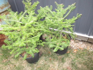 lot 210 image: Balsam Fir Trees