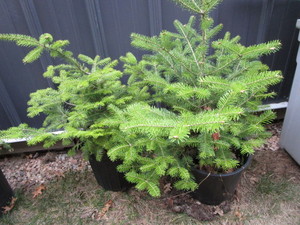 lot 211 image: Balsam Fir Trees