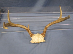 lot 117 image: Whitetail Antlers