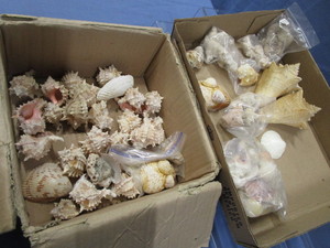 lot 167 image: Sea Shells