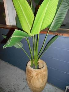 Decorative aloe plant