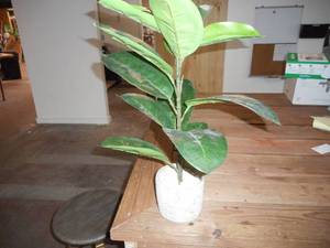 Indoor decor&nbsp