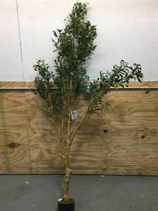 lot 98 image: Faux Olive Tree