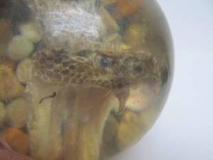 lot 41 image: Old Vintage Genuine Rattlesnake Head Paperweight