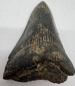 lot 130 image: Natural Megladon Fossil Tooth