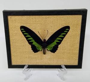 lot 205 image: Vintage African Butterfly Specimen