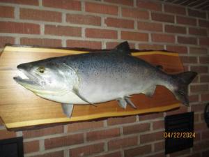 lot 10 image: Massive 38 taxidermy stuffed Salmon